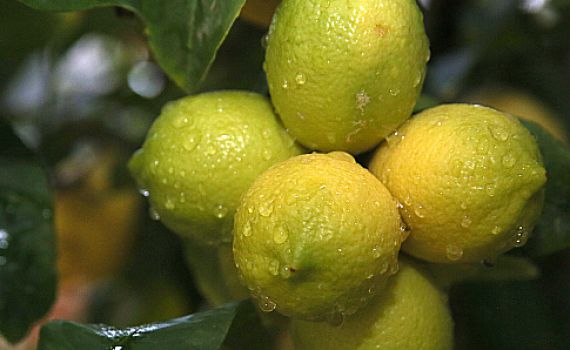 רבני צהר: להעדיף פתרונות של היתר מכירה