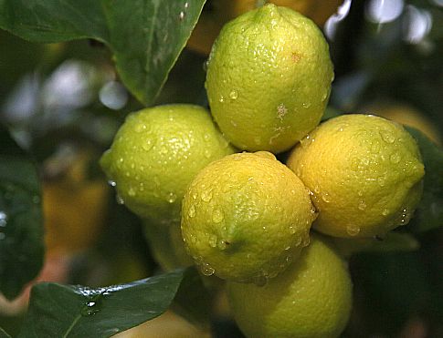 רבני צהר: להעדיף פתרונות של היתר מכירה