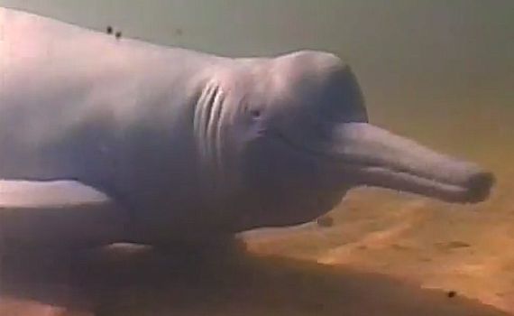 גילוי מסעיר באמאזונס: התגלה דולפין נדיר בצבע כחול