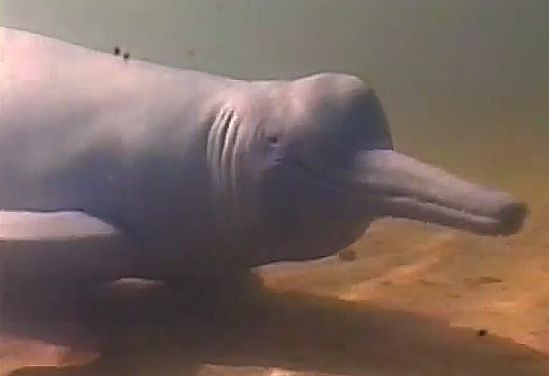 גילוי מסעיר באמאזונס: התגלה דולפין נדיר בצבע כחול