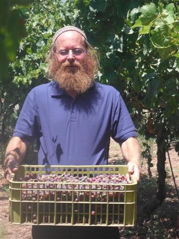 המהומות ביצהר: המשטרה עצרה שוב את בעז אלברט