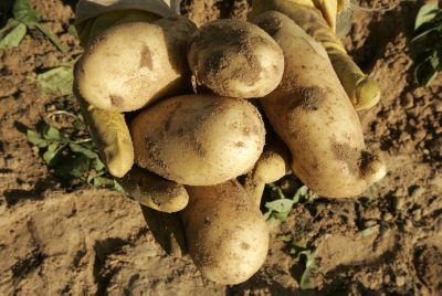 בגלל הסופה: יבול תפוחי האדמה יהיה נמוך משמעותית