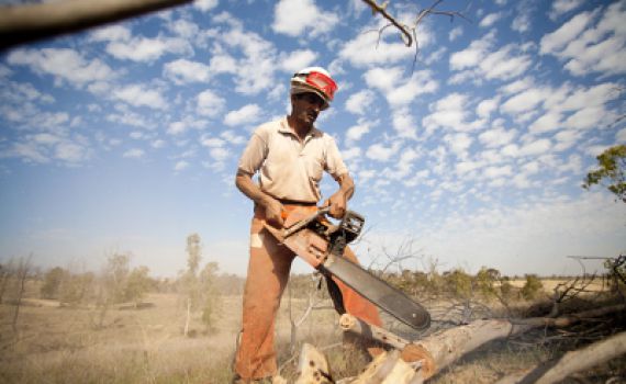 הפסיקו את כריתת העץ הדתי לאומי