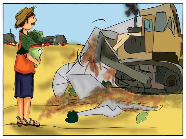 גוש קטיף לילדים: סיפורו של הגוש מנקודת מבטה של חסה