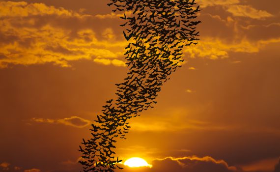 חום כבד באוסטרליה: 100,000 עטלפים נפלו מהשמיים ומתו