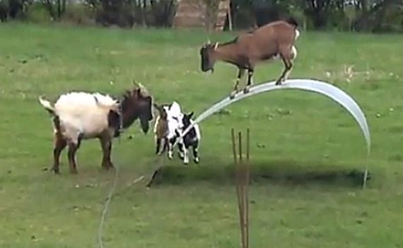 משעשע: צפו בחבורת עזים משחקות בפארק