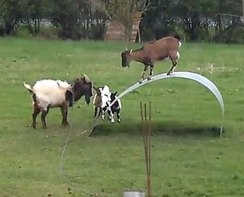 משעשע: צפו בחבורת עזים משחקות בפארק