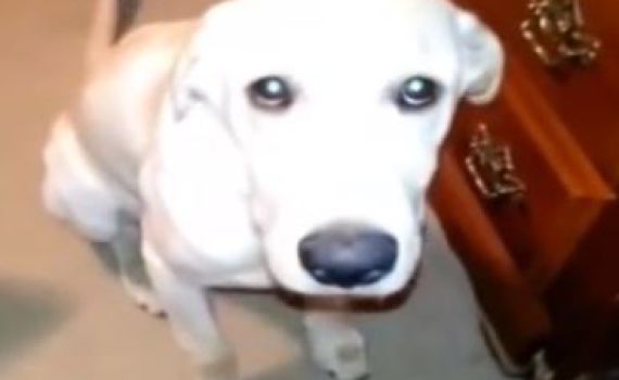 אכולי אשמה: צפו במבטי חרטה של כלבים