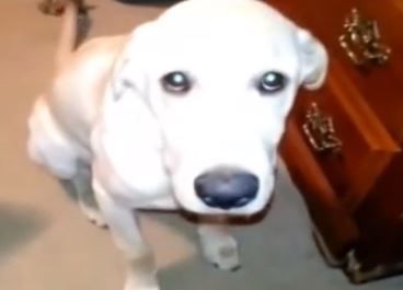 אכולי אשמה: צפו במבטי חרטה של כלבים