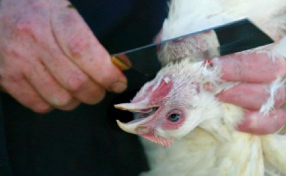 ימים חשוכים באירופה: ממשלת דנמרק החליטה לאסור שחיטה כשרה