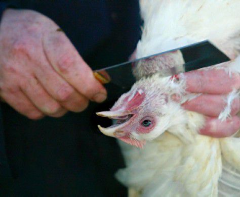 ימים חשוכים באירופה: ממשלת דנמרק החליטה לאסור שחיטה כשרה