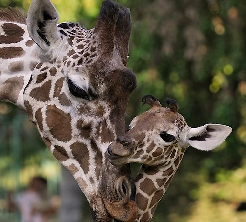 אבל בספארי: מה הרג את הג'ירף האהוב?