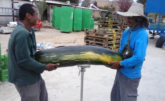א"י נותנת פירותיה בעין יפה: דלעות ענקיות בערבה