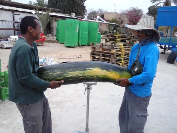 א"י נותנת פירותיה בעין יפה: דלעות ענקיות בערבה