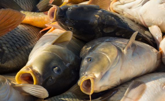 פסק הלכה חרדי: אסור לקנות קרפיון לפסח