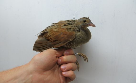 תופעה באילת: מאות ציפורים נפלו מהשמים