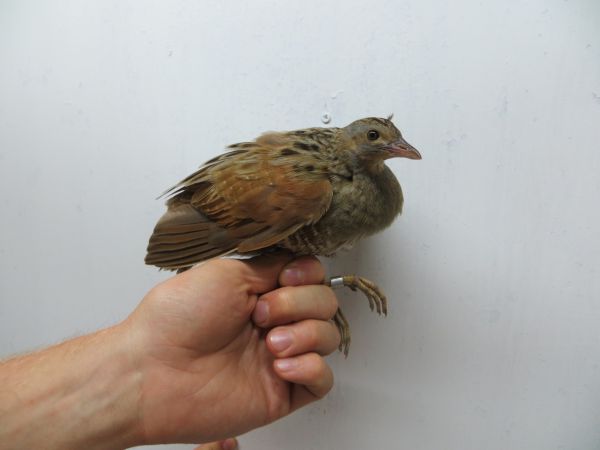 תופעה באילת: מאות ציפורים נפלו מהשמים