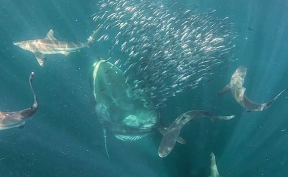 מדהים: צוללנית במפגש אכזרי עם לוויתן