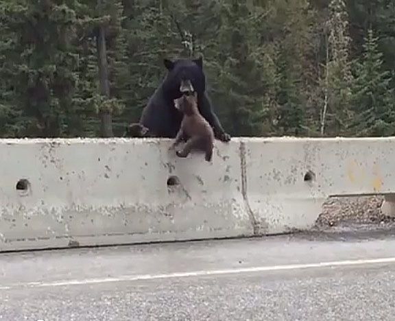 מדהים: אמא דובה מצילה גור בכביש מהיר
