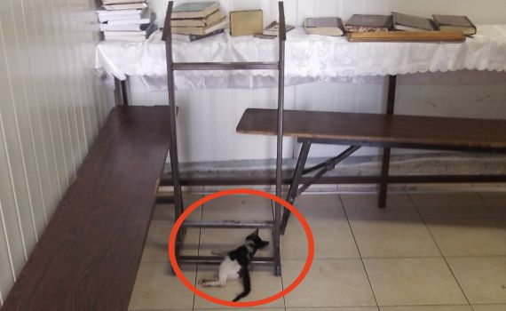 שפל בבני-ברק: פגרי חתולים בבית-כנסת