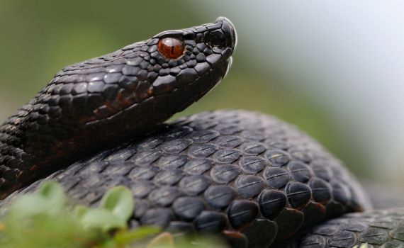 בן 70 הוכש מנחש באורך של כ-2 מטרים