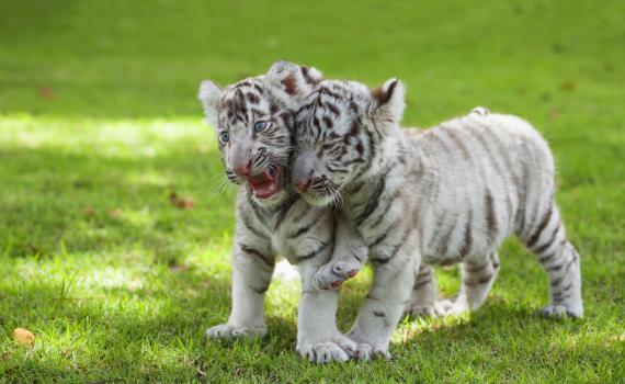 מדהים: חמישיית גורי נמר נחשפו באוסטריה