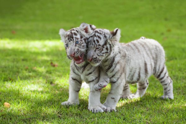 מדהים: חמישיית גורי נמר נחשפו באוסטריה