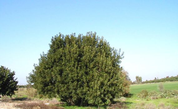 שנת שמיטה: הפתרון המקורי לנטיעת עצים