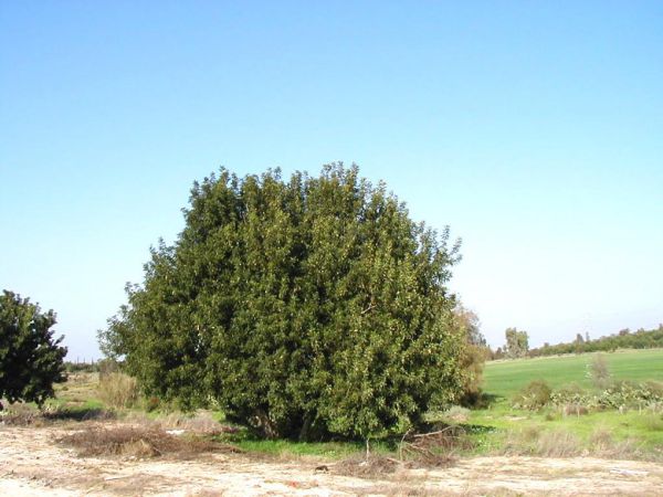 שנת שמיטה: הפתרון המקורי לנטיעת עצים