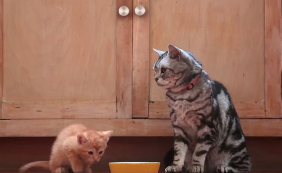 משעשע: כך אנחנו נראים בעיני החתולים שלנו