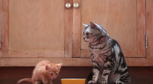 משעשע: כך אנחנו נראים בעיני החתולים שלנו