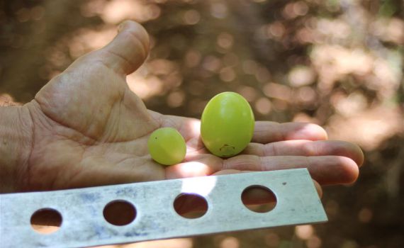 האם זהו הענב הגדול ביותר שנראה בישראל?