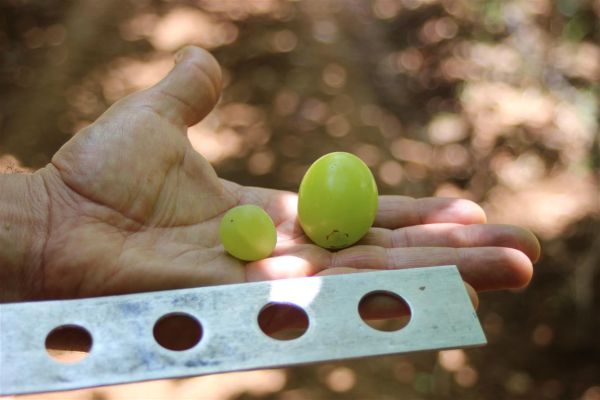 האם זהו הענב הגדול ביותר שנראה בישראל?