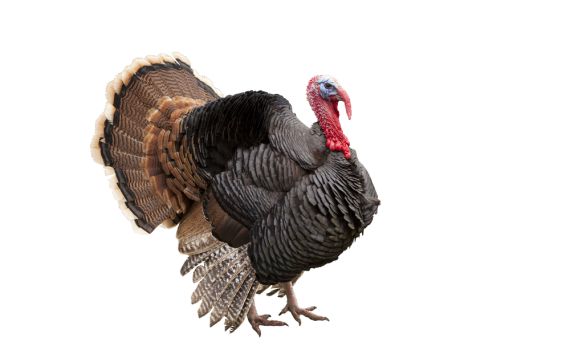 בן המלך שחשב שהוא הינדיק – הסיפור האמיתי