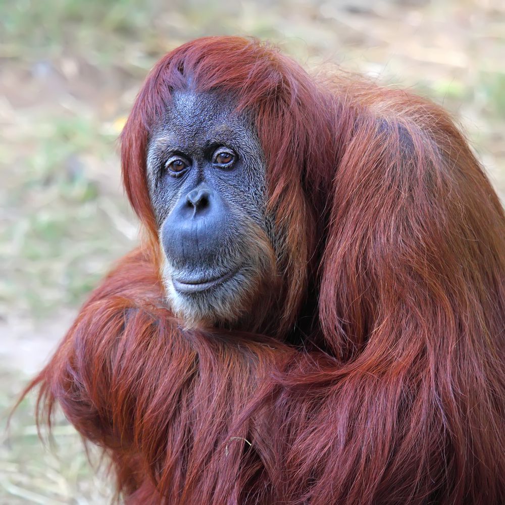 תקדים: תורת האבולוציה בחינוך הדתי