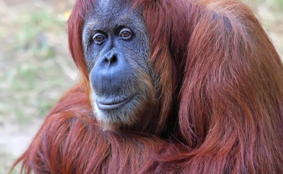 תקדים: תורת האבולוציה בחינוך הדתי