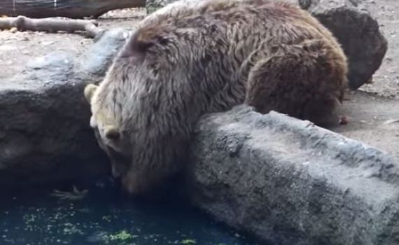 צפו: דב בגן החיות מציל עורב מטביעה