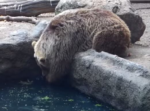 צפו: דב בגן החיות מציל עורב מטביעה