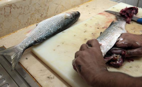 הרעלה? אכלו טונה במפעל ופונו לחדר מיון