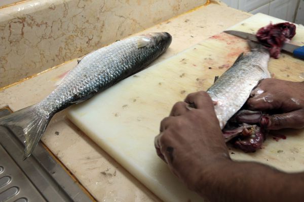 הרעלה? אכלו טונה במפעל ופונו לחדר מיון