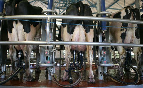 חרם נגדי: להפסיק לייבא חלב מתוצרת אירופית