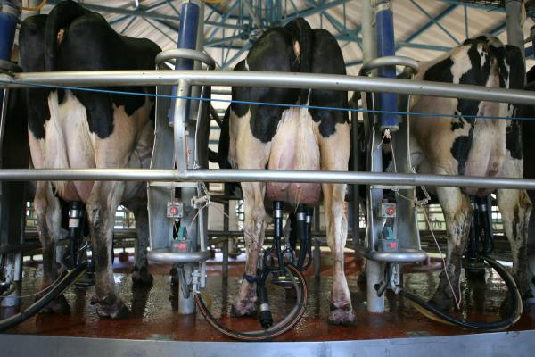 חרם נגדי: להפסיק לייבא חלב מתוצרת אירופית