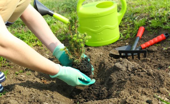 הכן גינתך: קיצור הלכות שמיטה לפי א'-ב'