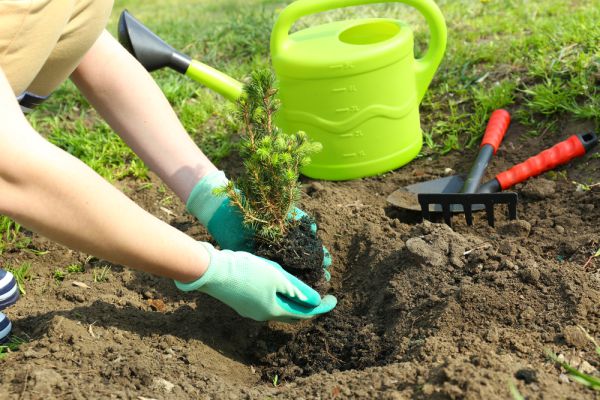 הכן גינתך: קיצור הלכות שמיטה לפי א'-ב'