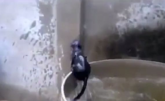 תיעוד משעשע: אתגר המים של החתול העקשן