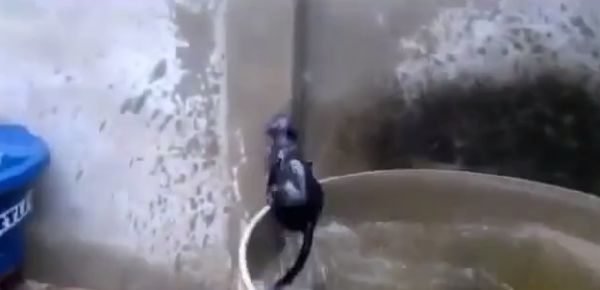 תיעוד משעשע: אתגר המים של החתול העקשן