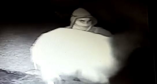 כך גונבים ערבים עזים בשומרון