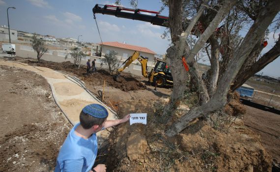 עצי גוש קטיף ניטעו ביישובים של המפונים