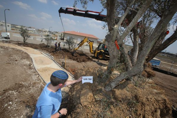 עצי גוש קטיף ניטעו ביישובים של המפונים