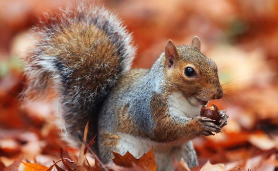 צפו: חילוץ הירואי של סנאי מבור